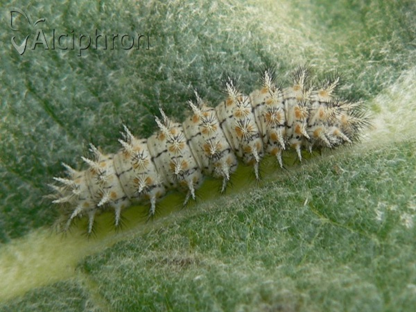 Melitaea trivia