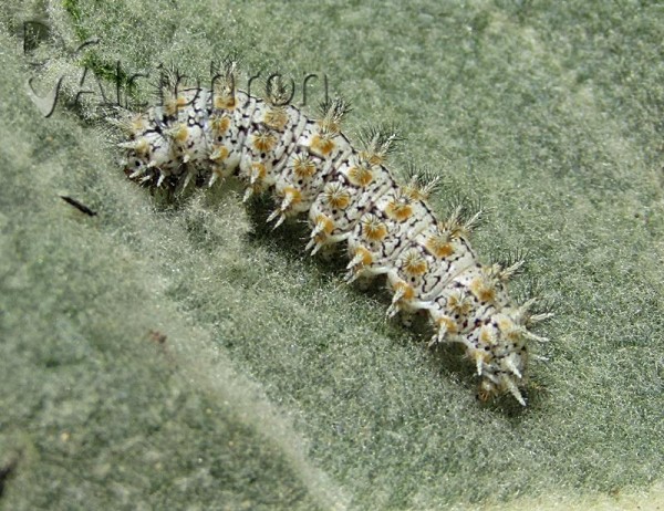 Melitaea trivia