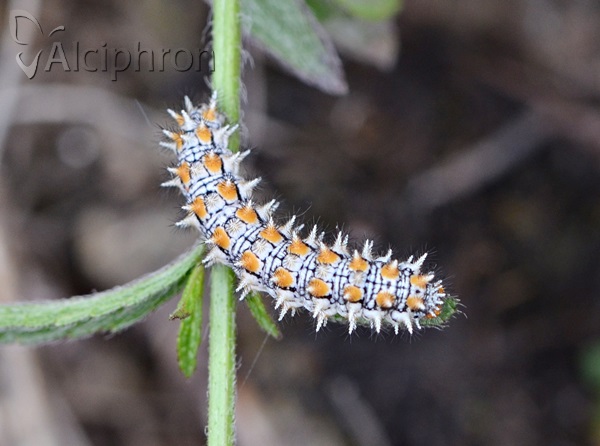 Melitaea didyma