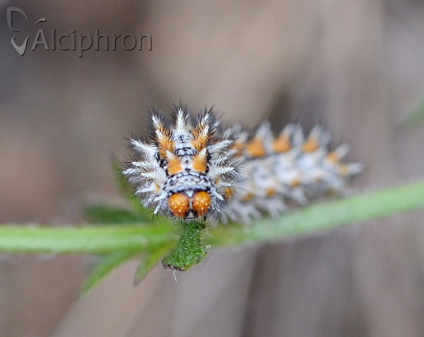 Melitaea didyma