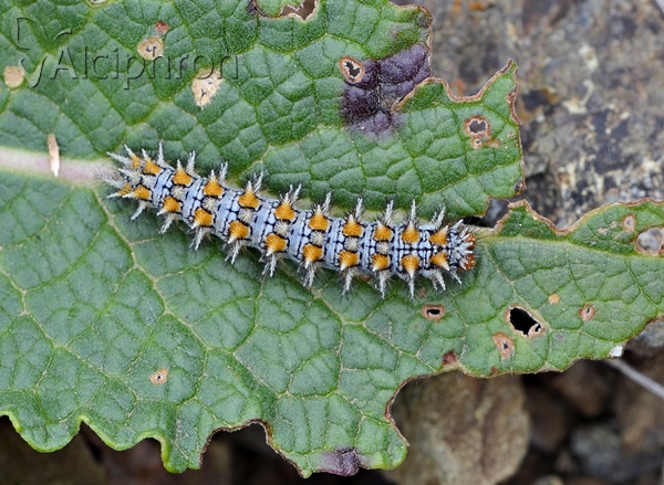 Melitaea didyma