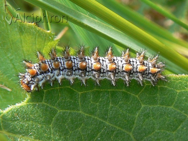 Melitaea didyma