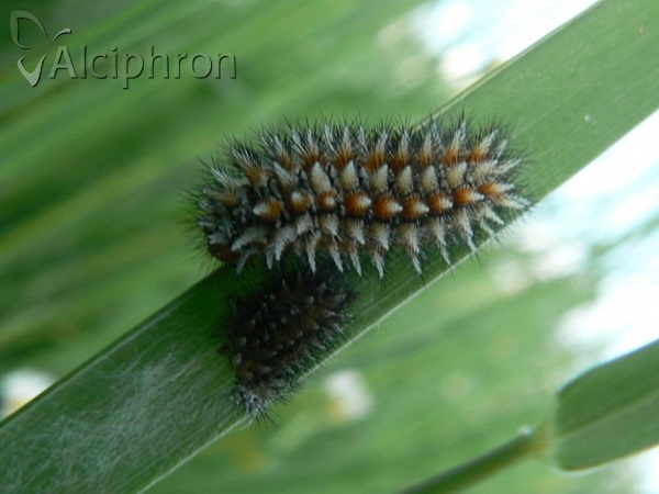 Melitaea didyma