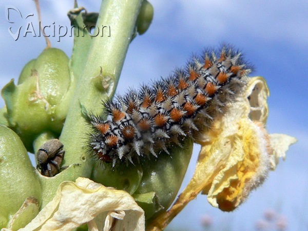 Melitaea didyma