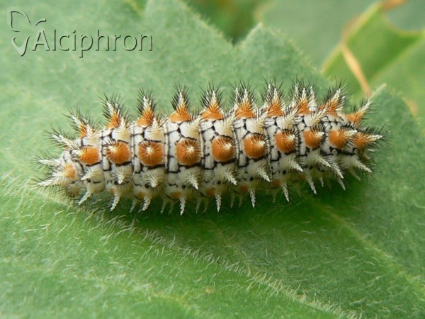 Melitaea didyma