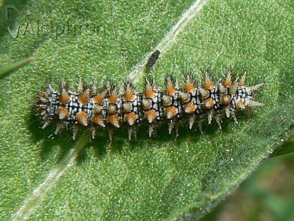 Melitaea didyma
