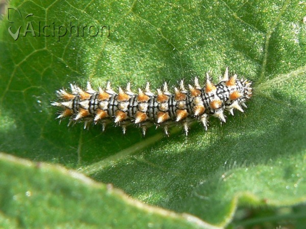 Melitaea didyma