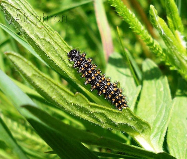 Melitaea diamina