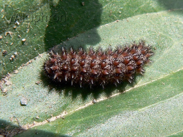 Melitaea aurelia