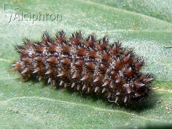 Melitaea aurelia