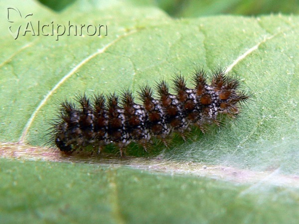 Melitaea aurelia