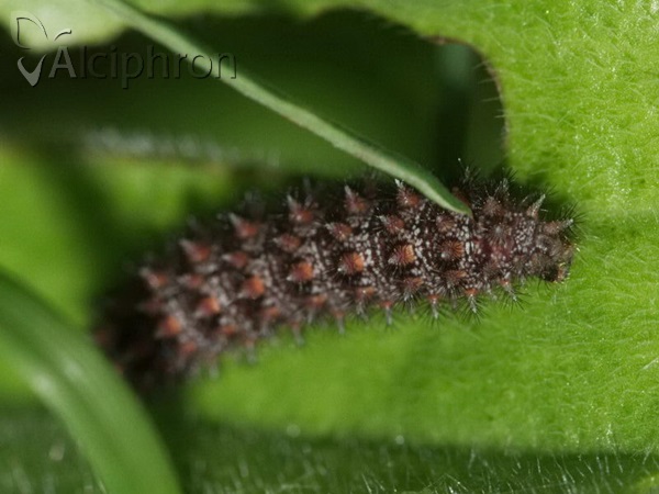 Melitaea aurelia