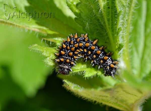 Melitaea athalia