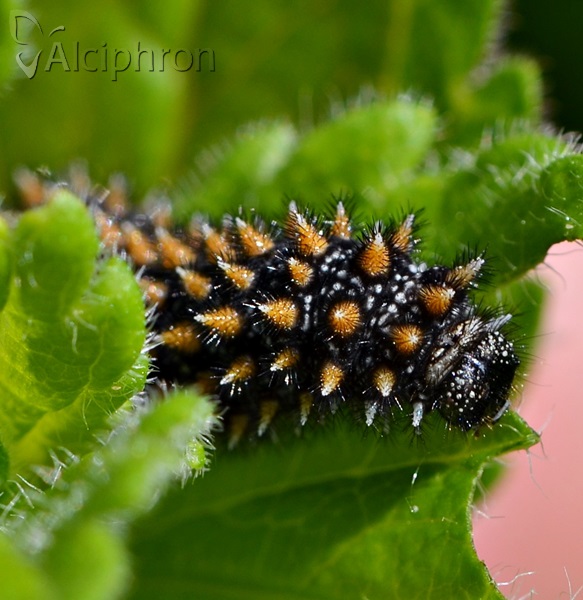 Melitaea athalia