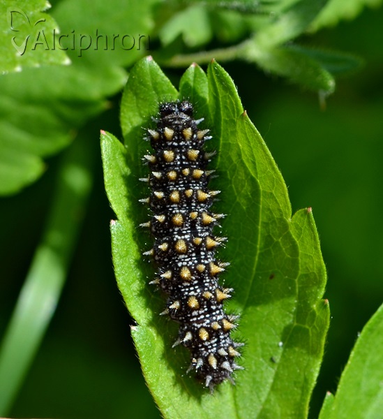 Melitaea athalia