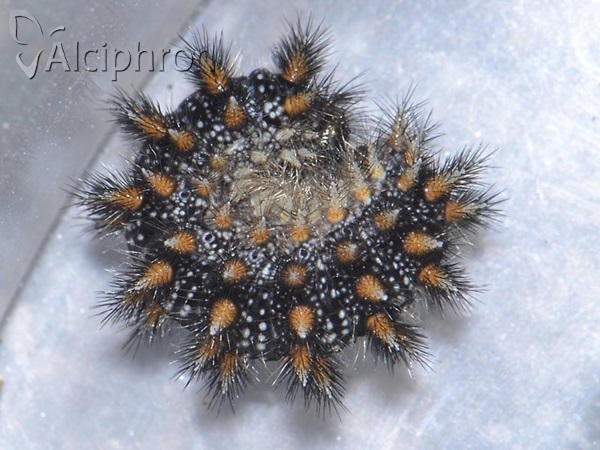 Melitaea athalia