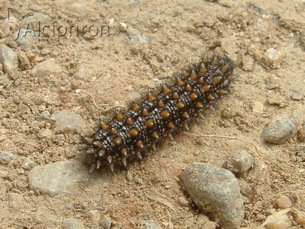 Melitaea athalia