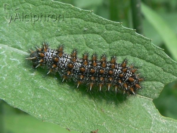 Melitaea athalia