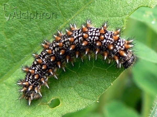 Melitaea athalia