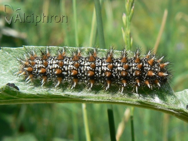 Melitaea athalia