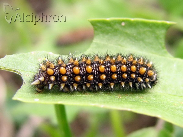 Melitaea athalia