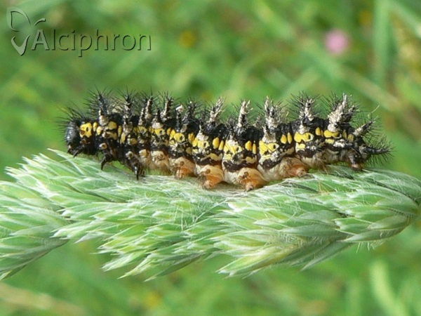 Euphydryas maturna