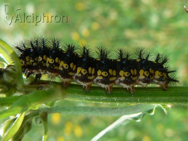 Euphydryas maturna