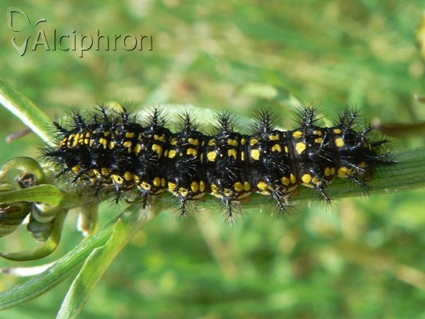 Euphydryas maturna