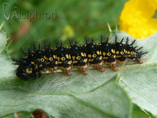 Euphydryas maturna