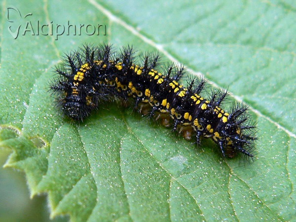 Euphydryas maturna