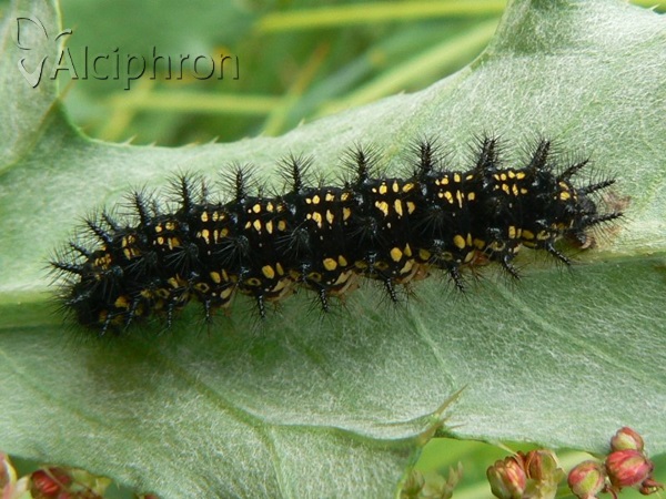 Euphydryas maturna
