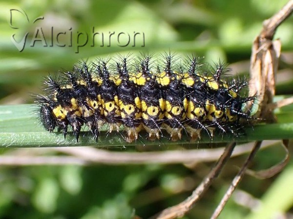 Euphydryas maturna