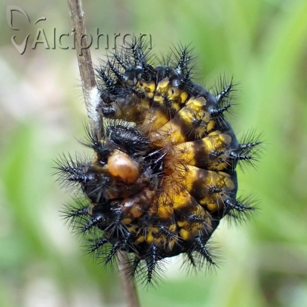 Euphydryas maturna