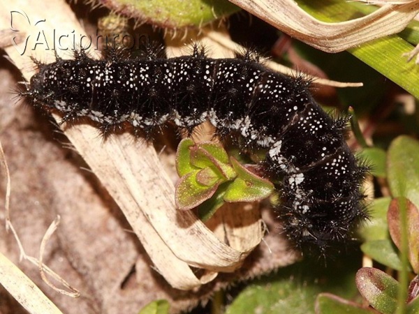 Euphydryas aurinia