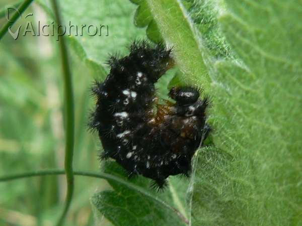 Euphydryas aurinia