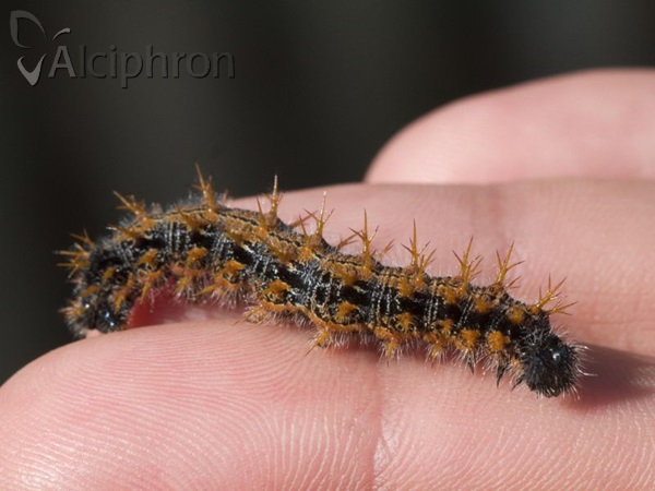 Nymphalis polychloros