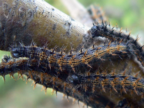 Nymphalis polychloros