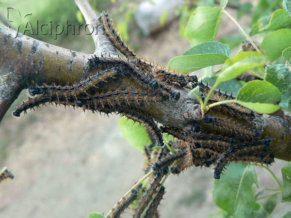 Nymphalis polychloros