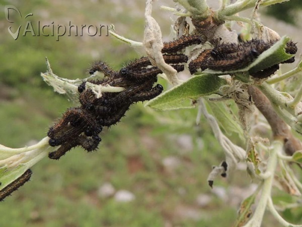 Nymphalis polychloros