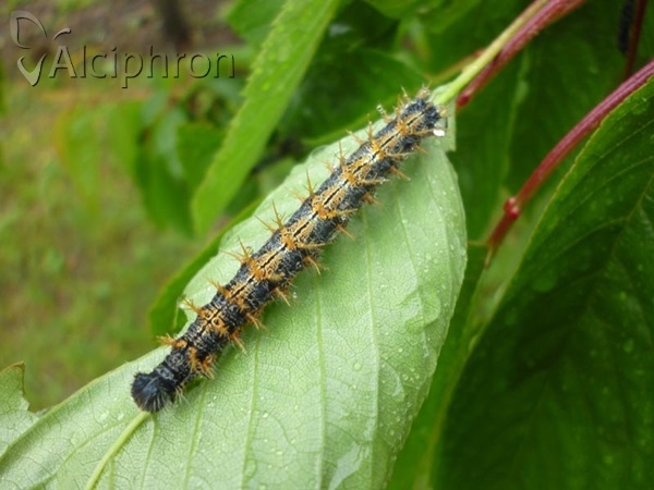 Nymphalis polychloros