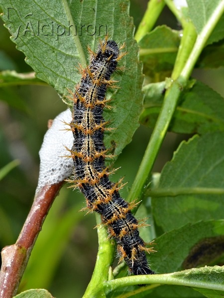 Nymphalis polychloros