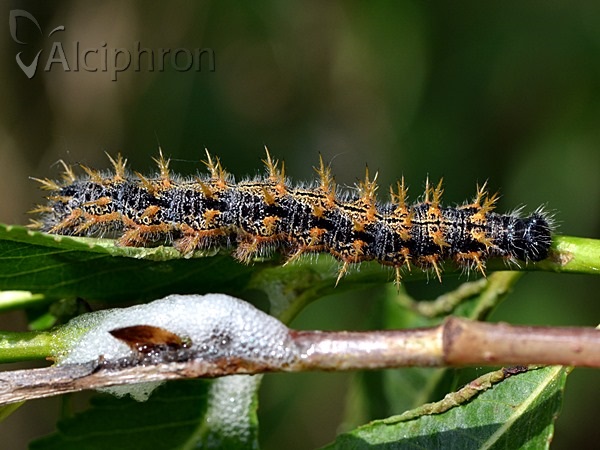 Nymphalis polychloros