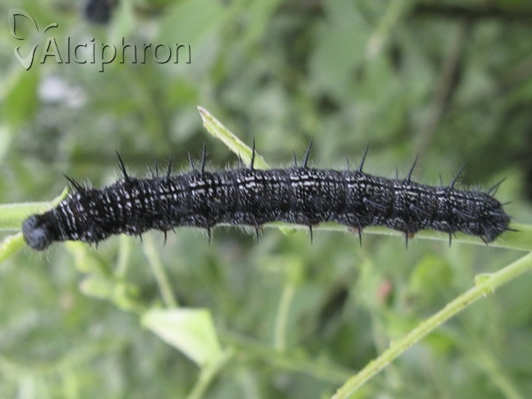 Nymphalis xanthomelas