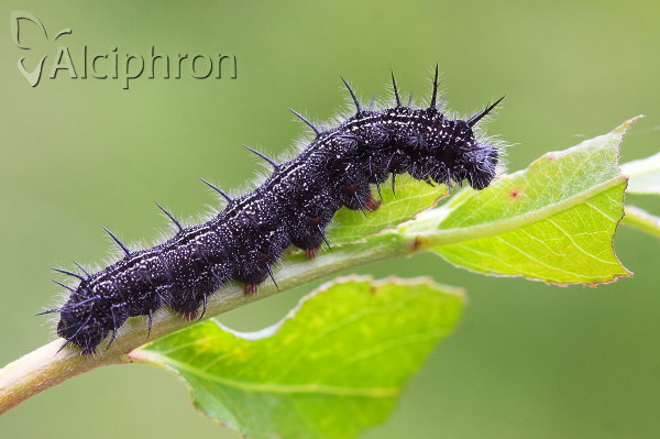 Nymphalis xanthomelas