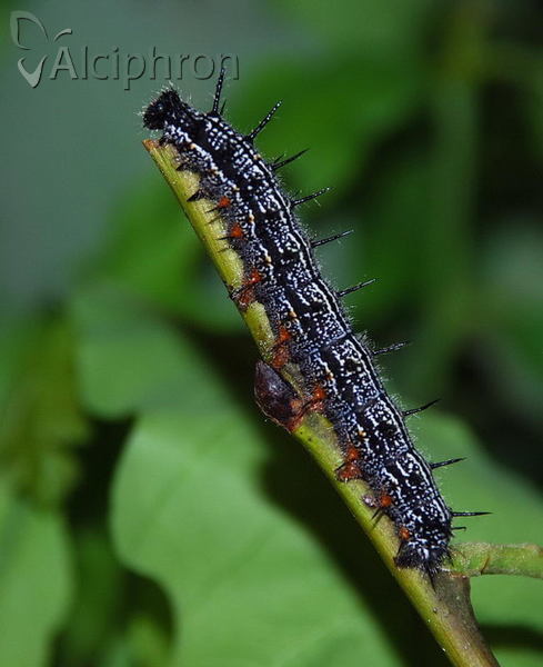 Nymphalis xanthomelas