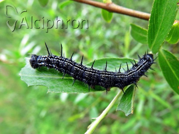 Nymphalis xanthomelas