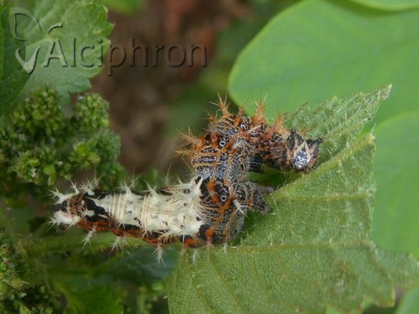 Polygonia c-album