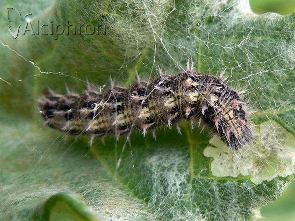 Vanessa cardui