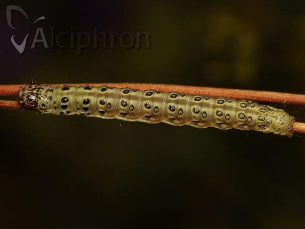 Sitochroa palealis
