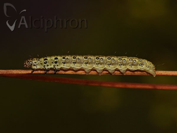 Sitochroa palealis